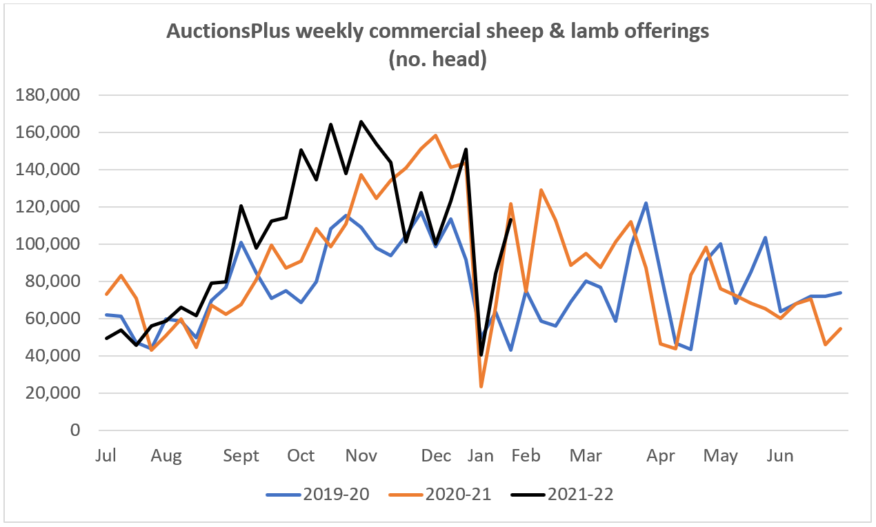Sheep & Lamb Comments 21.01