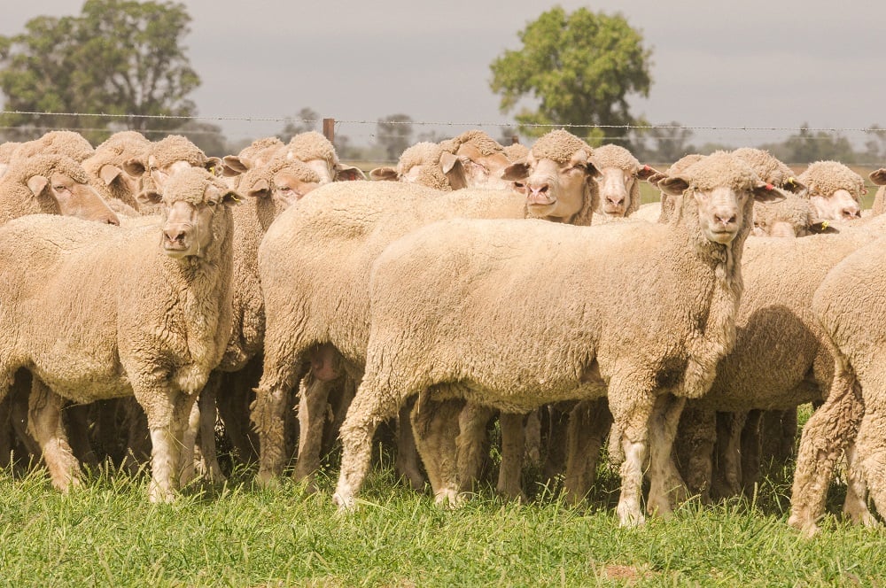 Sheep flock flourishes post-drought to hit 78.75 million head_1