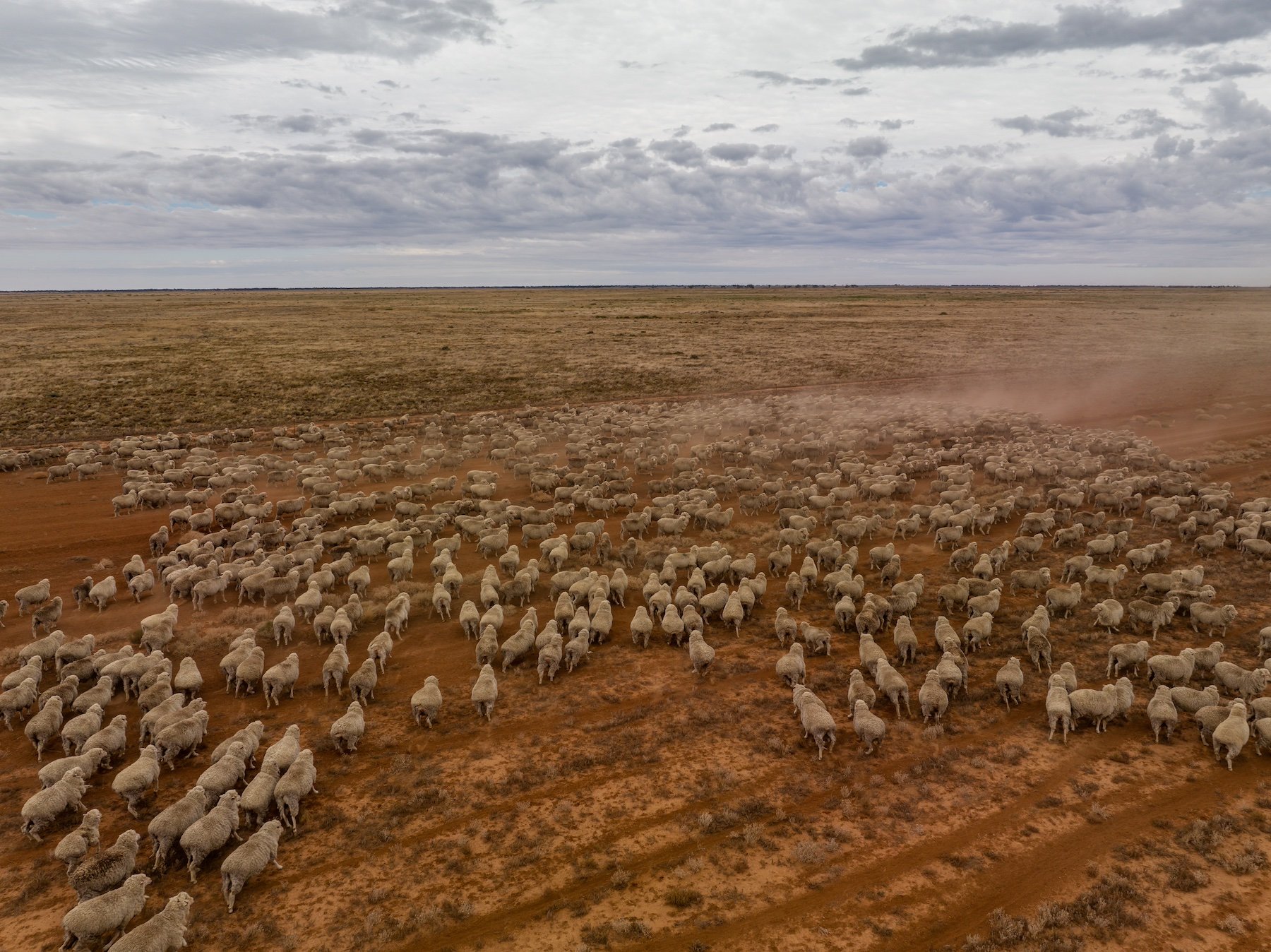 Sheep mustering W NSW