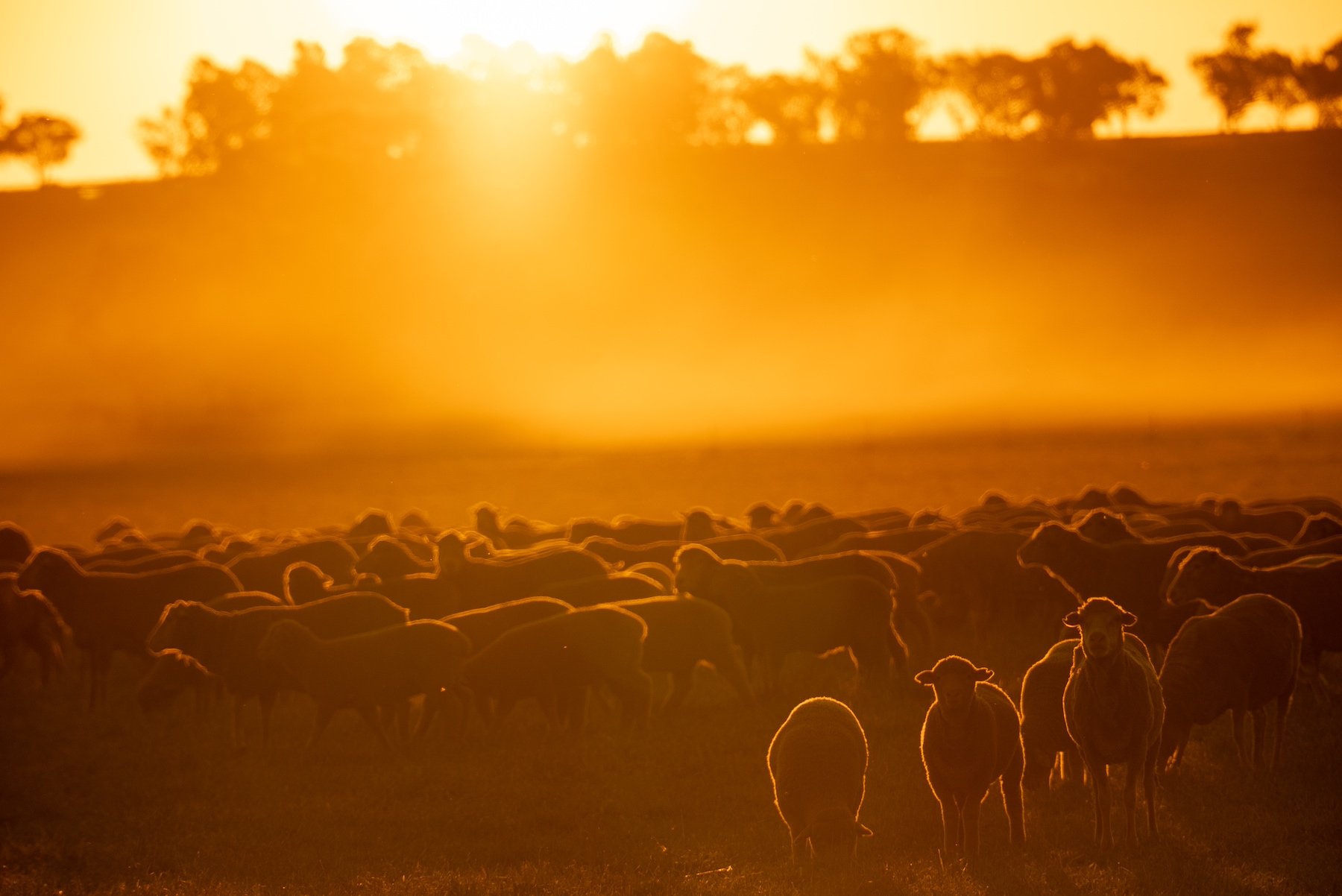 Sheep sunset agrishots