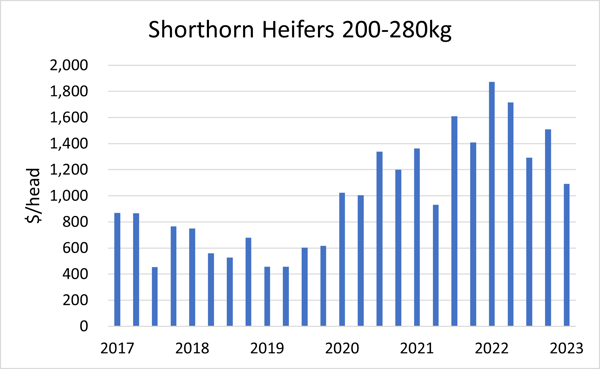 Shorthorn Heifers 200-280kg