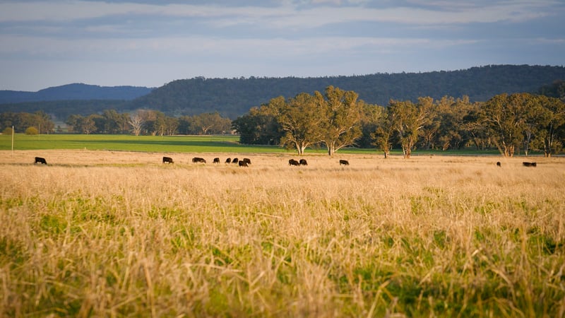 Spring Valley Four