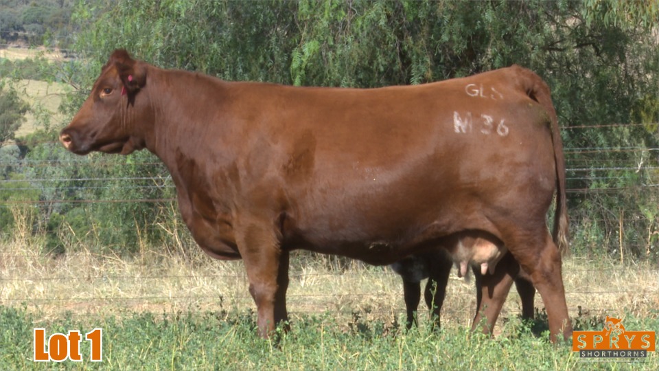 Spry’s Shorthorn female hits record $95,000_1