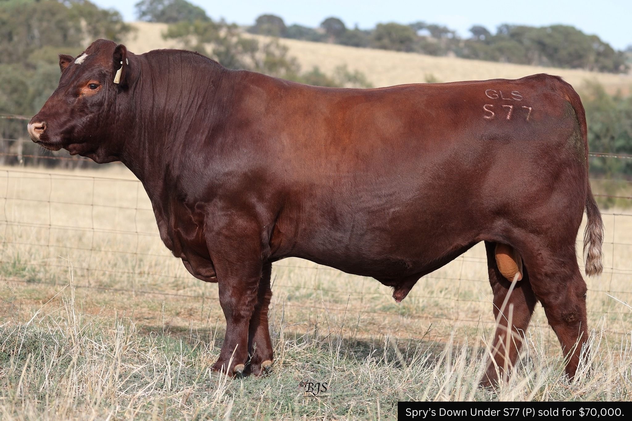 Spry’s Shorthorn female hits record $95,000_3