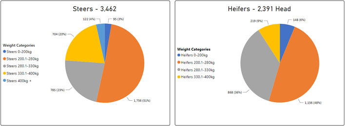 Steer and Heifer Charts-Jul-28-2023-06-11-23-6442-AM