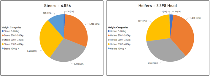 Steer and Heifer charts-Sep-15-2023-06-10-16-6254-AM