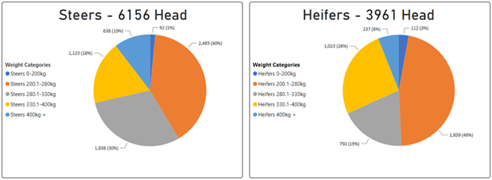 Steer and Heifer