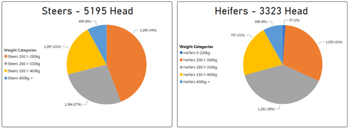 Steer and Heifers charts