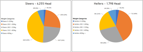 Steers Heifers Chart