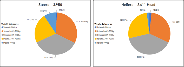 Steers Heifers Pie