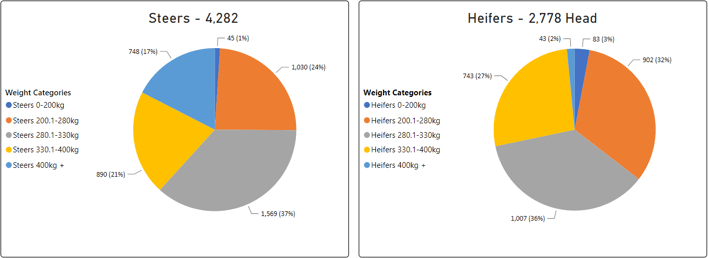 Steers Heifers-1