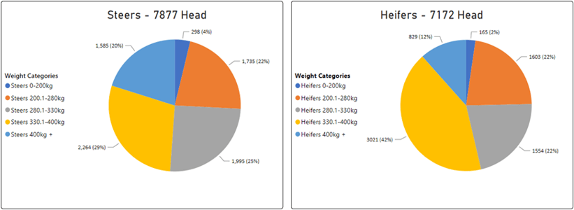 Steers vs Heifers 25.11.22