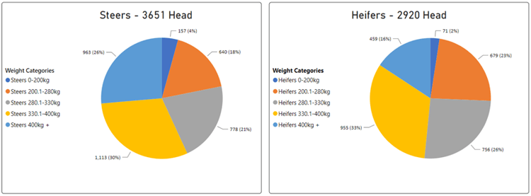 Steers vs heifer auctionsplus cattle comments 20.1.23