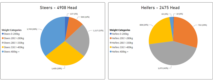 Steers vs heifers auctionsplus cattle comments 13.1.23