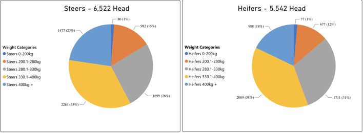 Steers_Heif020224