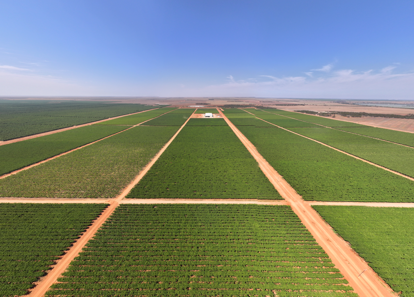 Talia Farms