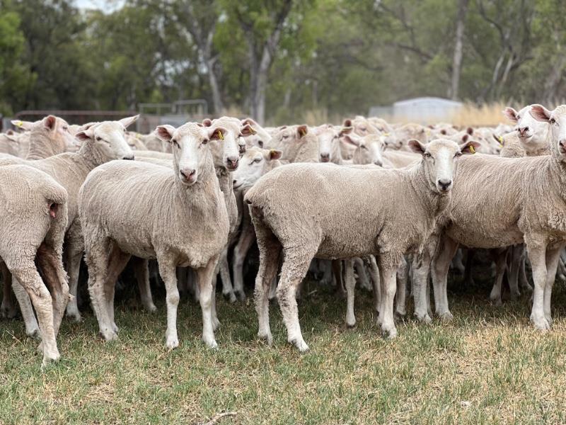 The New Gold Standard Sheep Vaccine_8