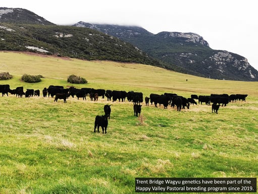 The fine art of producing an exceptional Wagyu eating experience_02