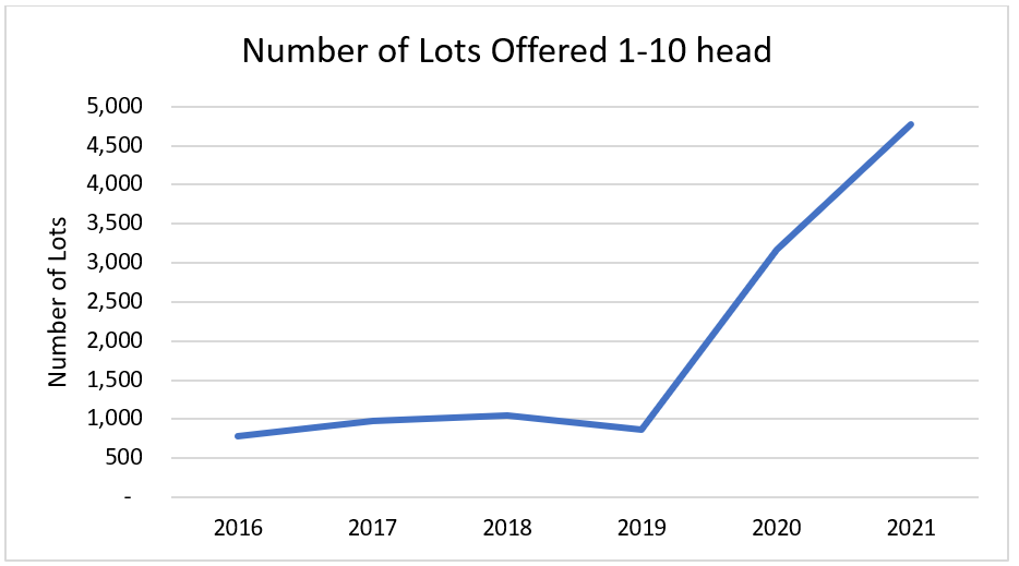 The rise of smaller lots of cattle on AuctionsPlus2