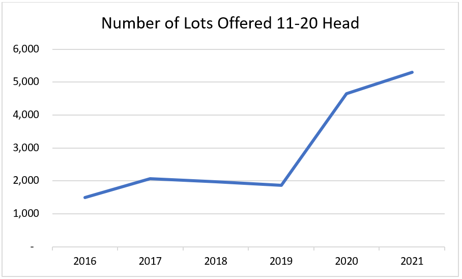 The rise of smaller lots of cattle on AuctionsPlus4