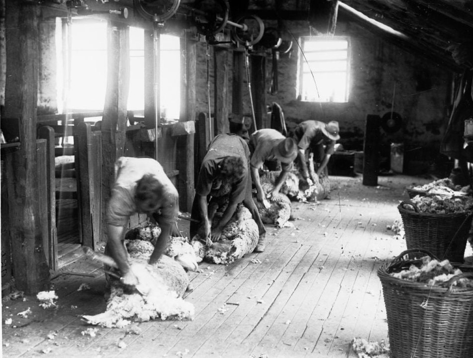 The woolshed at Bungaree Station in the 1920s, that sits in the SA Government Photographic Collection (GN07458)