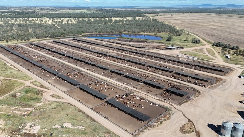 Vandyke Feedlot 2