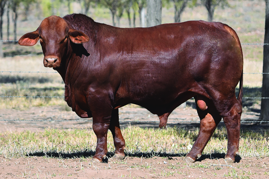 Waco Santa Gertrudis