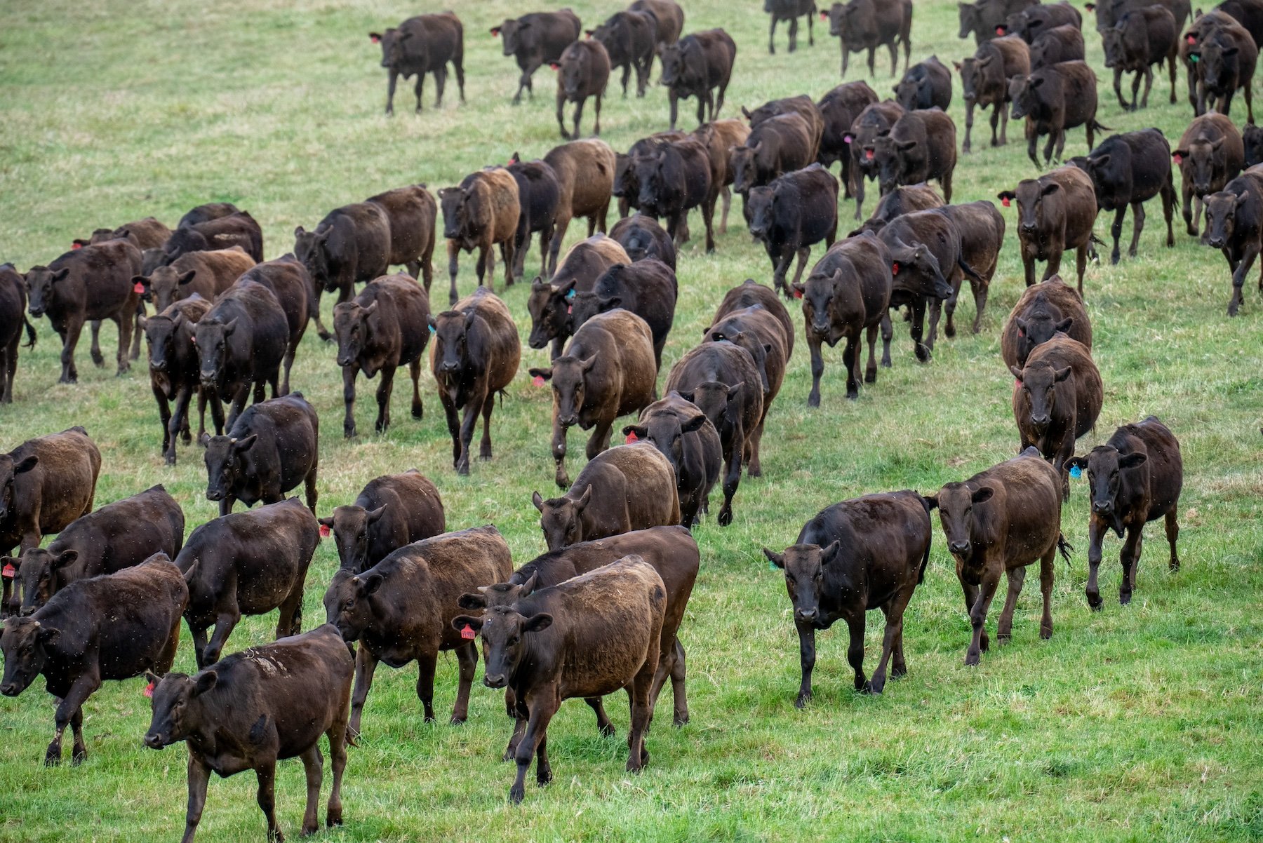 Wagyu Cattle in Victoria_Agrishots