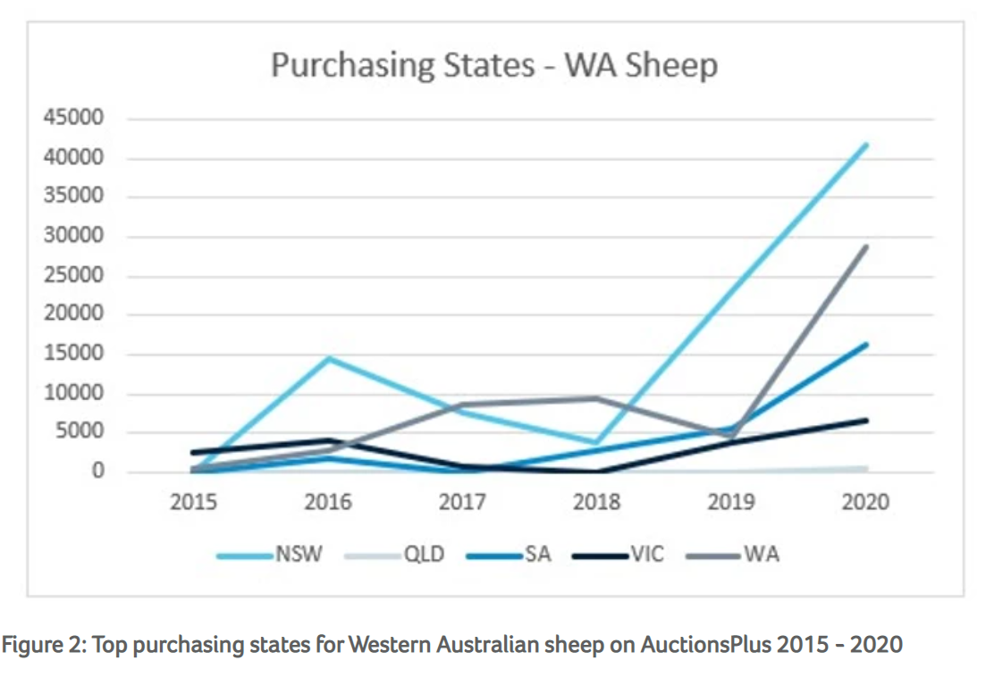 West Australian Sheep Flock East 2