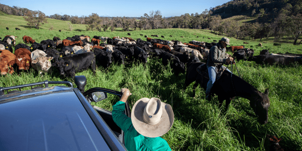 Wilmott cattle co