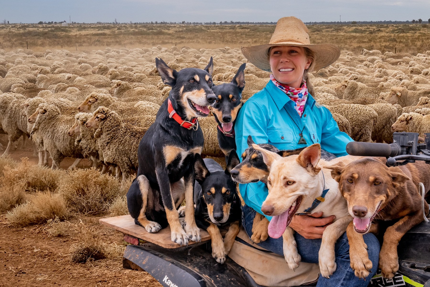 Woman women mustering sheep dogs motorbike agrishots