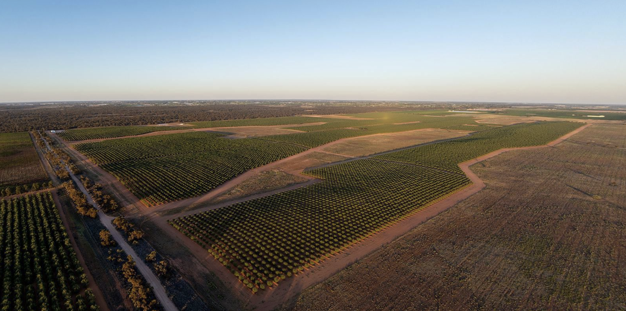 Yarrum Agriculture Almond Aggregation