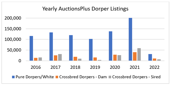 Yearly AuctionsPlus Dorper Listings