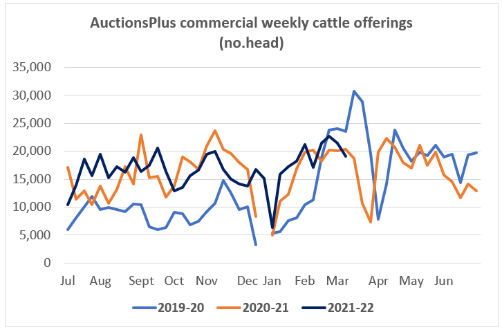 a+ commercial weekly cattle offering 11.3.22