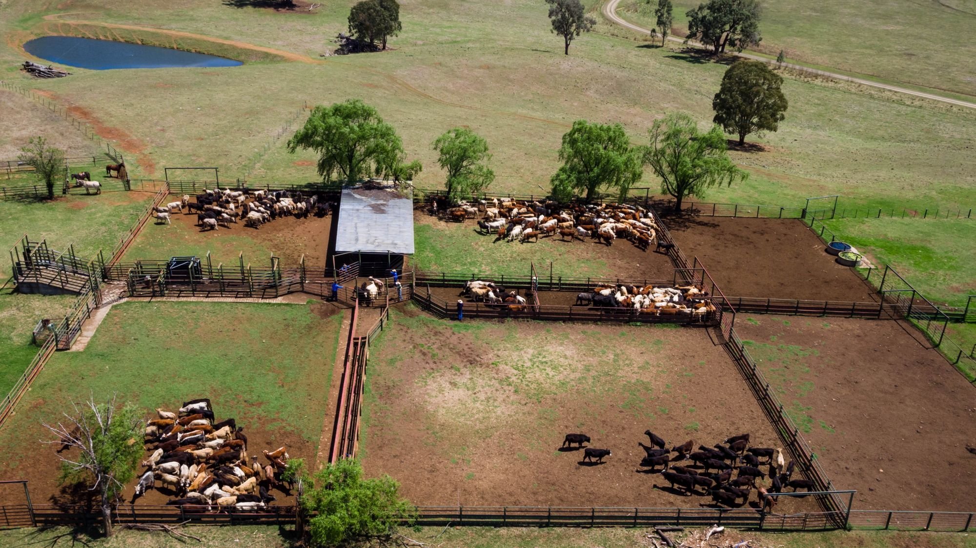agrishots-cattle-yards
