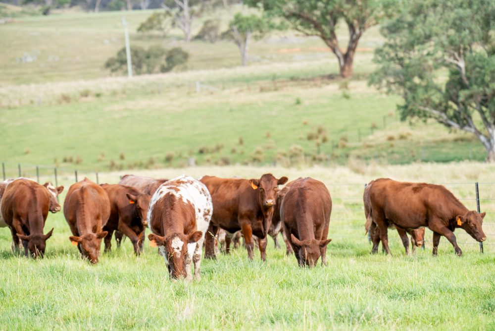 agrishots-centralwest-shorthorn-heifers