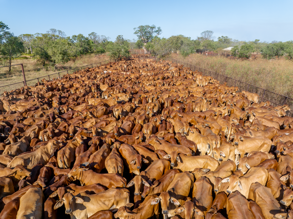 agrishots-northern-cattle