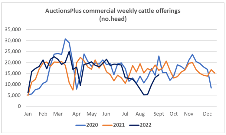 auctionplus market comments cattle commercial offering 9.9.22