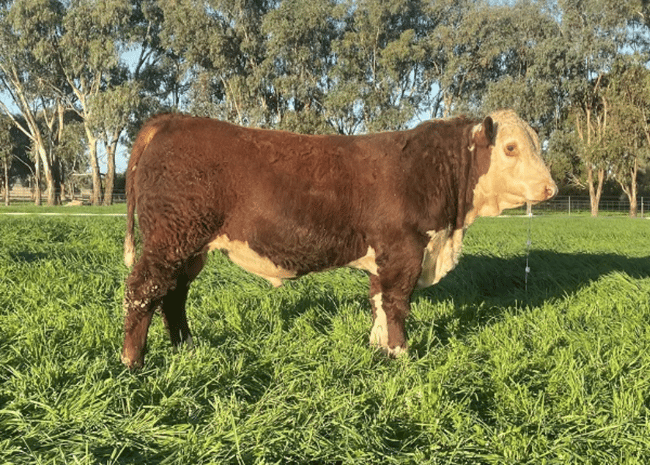auctionsplus Yearling Hereford bull hits record $91,000 in AuctionsPlus Monthly Genetics Sale