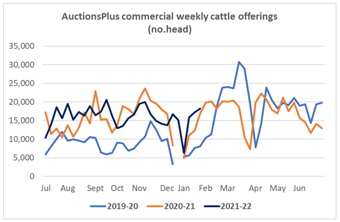 auctionsplus cattle comments 28.01.22 3