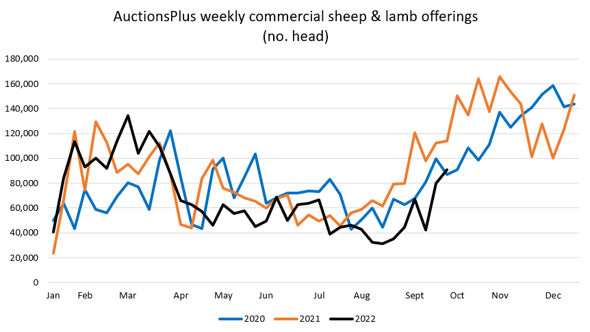 auctionsplus eekly commercial sheep and lamb offerings 30.9.22