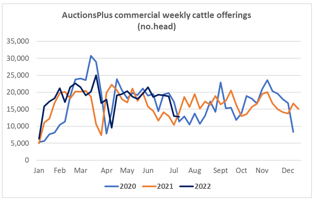 auctionsplus market comments cattle offering 15.7.22