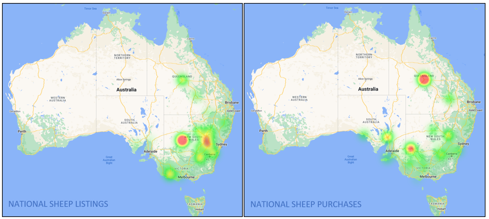 auctionsplus market comments national sheep listing and purchases  22.7.22