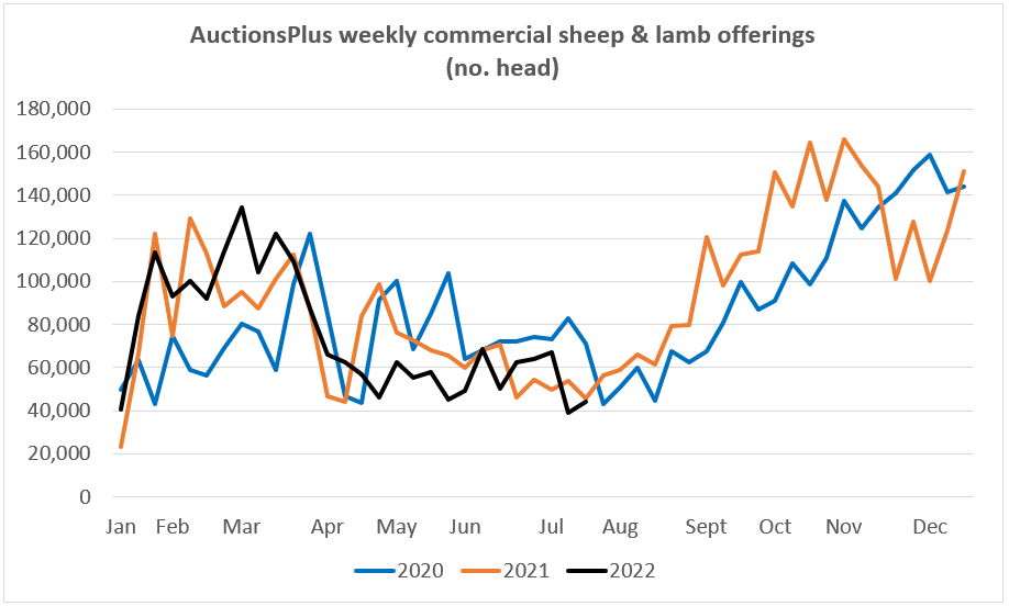 auctionsplus market comments weekly commercial sheep  22.7.22