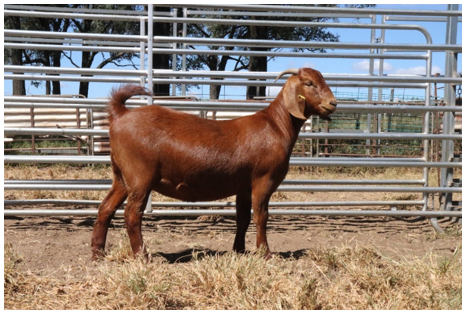 auctionsplus marketpulse a record price doe is pretty goat 17.5.22 goat pic