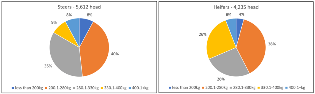 auctionsplus marketpulse steers vs heifer pie chart 13.5.22-1