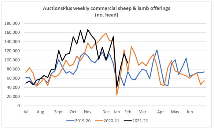 auctionsplus sheep and lamb comments 28.01.22 3