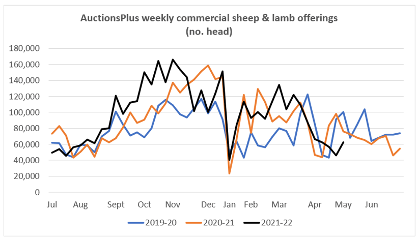 auctionsplus weekly sheep and lamb comments 29.04.22 commercial sheep and lamb offerings