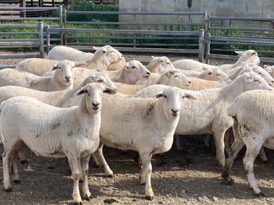 aussie whites record auctionsplus marketpulse