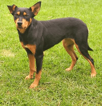 casterton working dog auctionsplus 2